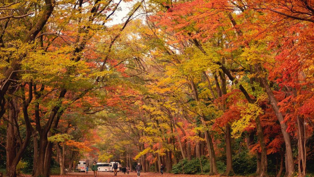京都|?京都红叶季7处免费的红叶绝景。