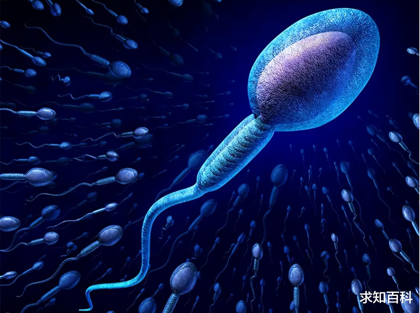 精子像钻头一样,钻入女性体内!它“欺骗”了科学家300多年