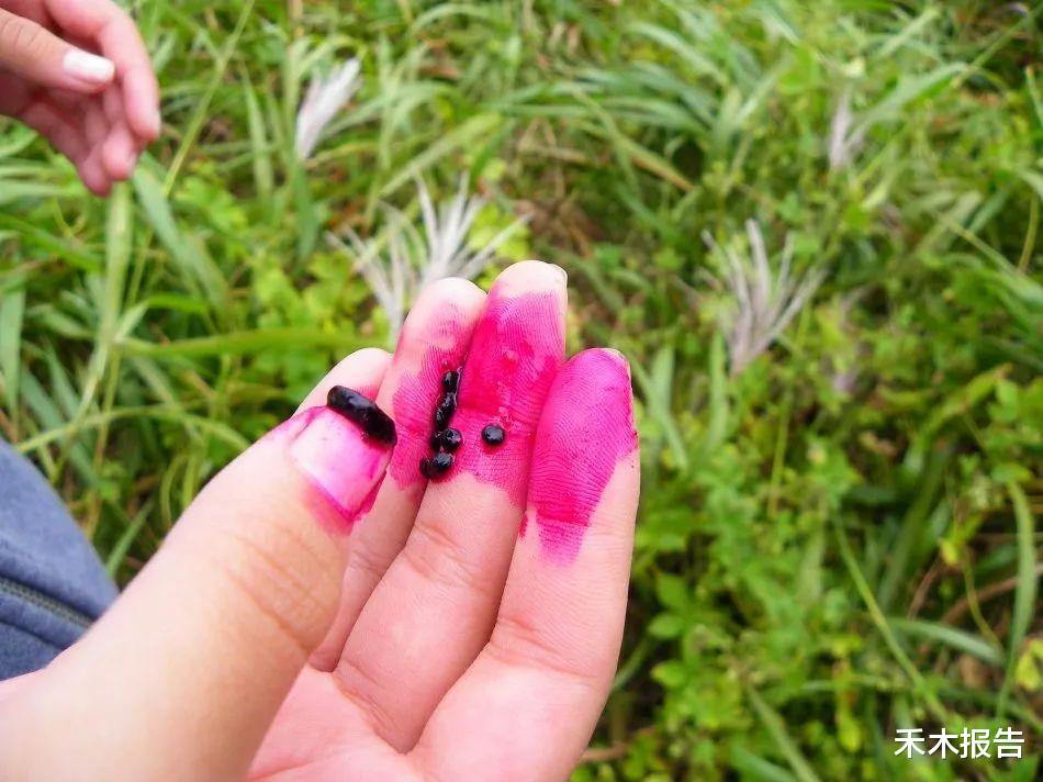 强毒性的入侵植物,农村随处可见,如今却成为花店宠儿,几十元一把