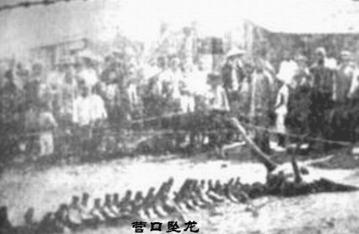 传说中的龙是否存在?2亿年前的化石+坠龙事件揭露真相