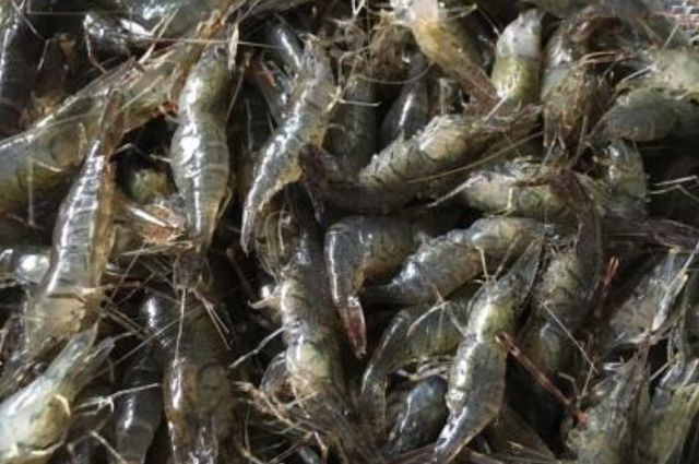 西红柿|与西红柿相克的食物有哪些?两者尽量不要一起食用,不要不放心上