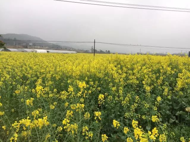 长沙|长沙千亩油菜花拍照打卡地沃之园农庄
