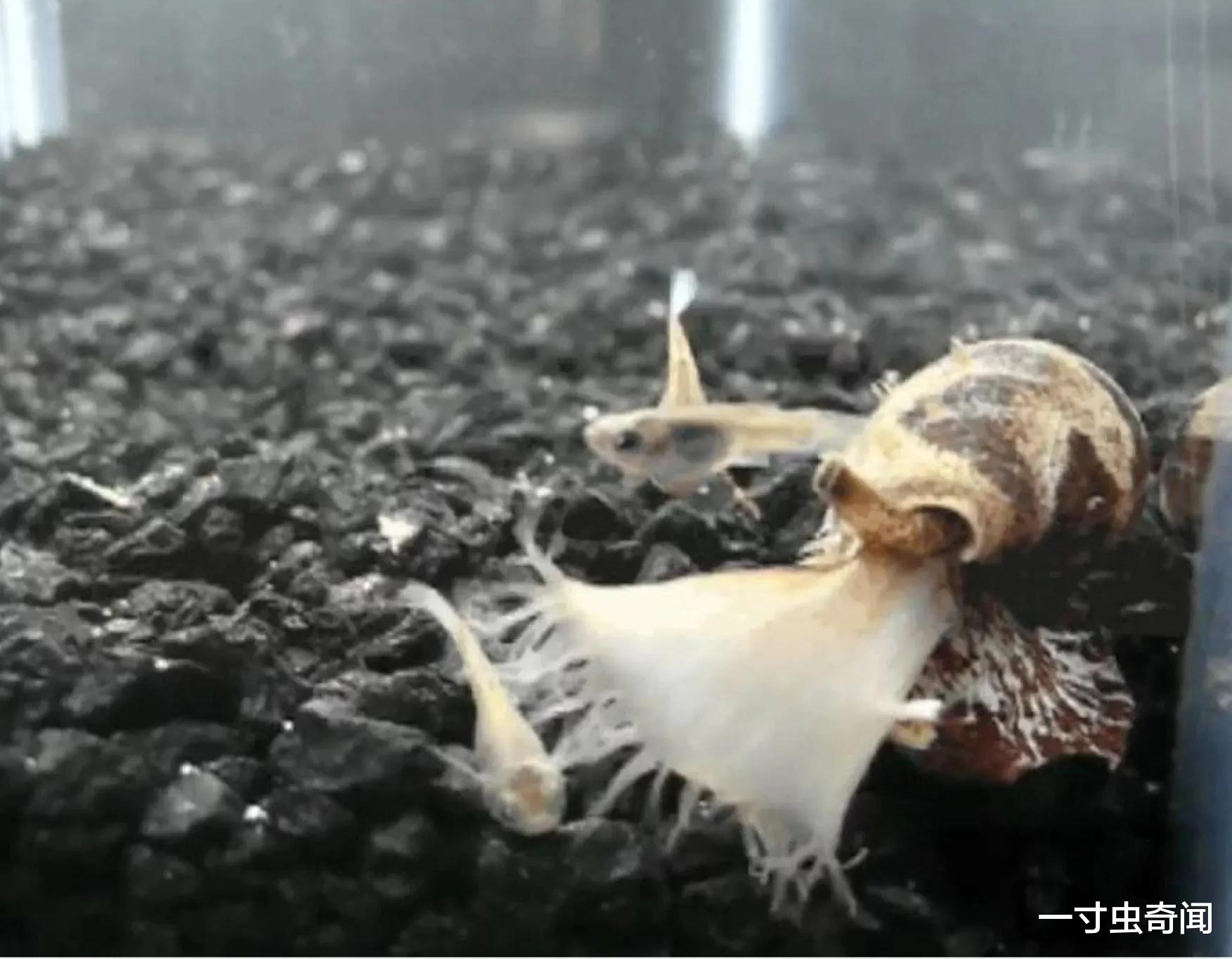 飞速前进的蜗牛：进化速度是哺乳动物的5倍，体内剧毒可毒死成人