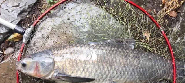 饵料|“死鱼正口，收竿快走”，真的存在违反生命定律的怪事吗