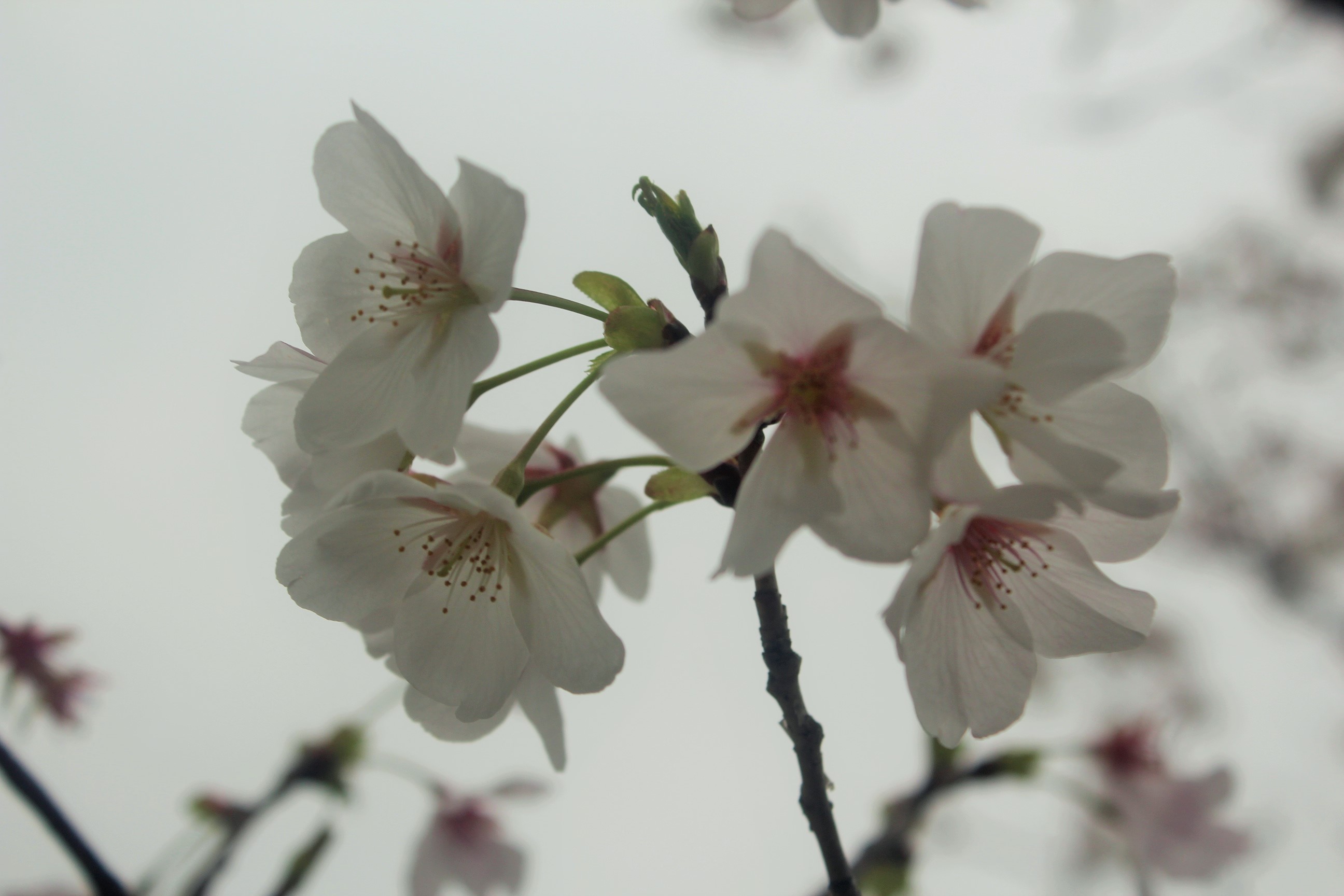 福州|要赏樱花，在我家门口就可以了！