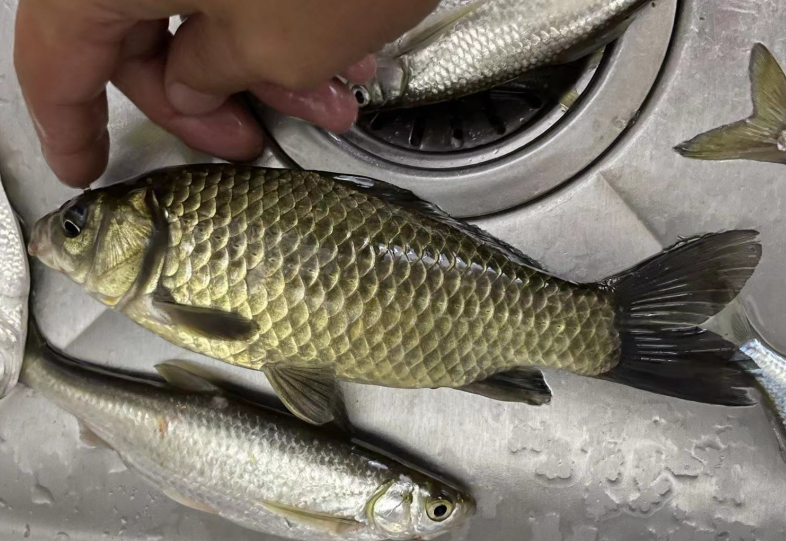 |新手钓鱼注意几点,事倍功半,从此不再被割韭菜