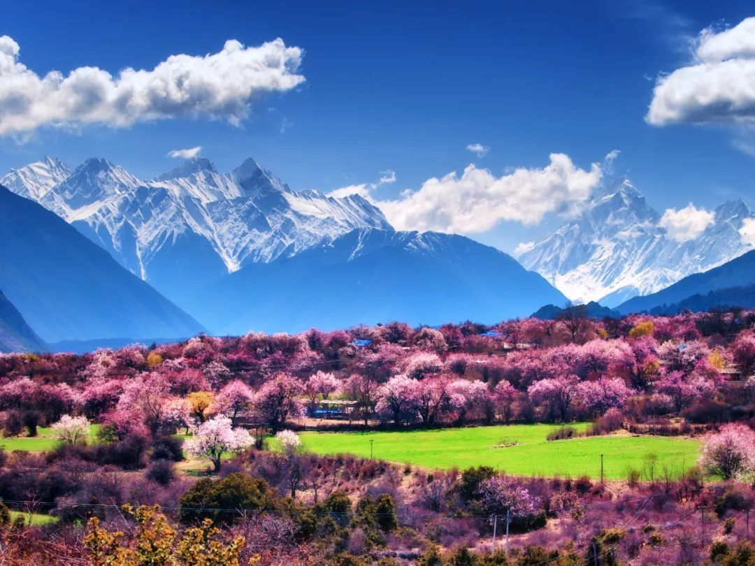 西宁|春漫藏南，看全世界最盛大的桃花