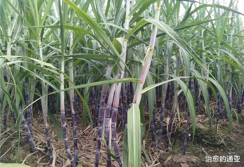 大号|野外钓鱼没带纸，上大号你会选哪些东西应急？网友：玉米芯也能用