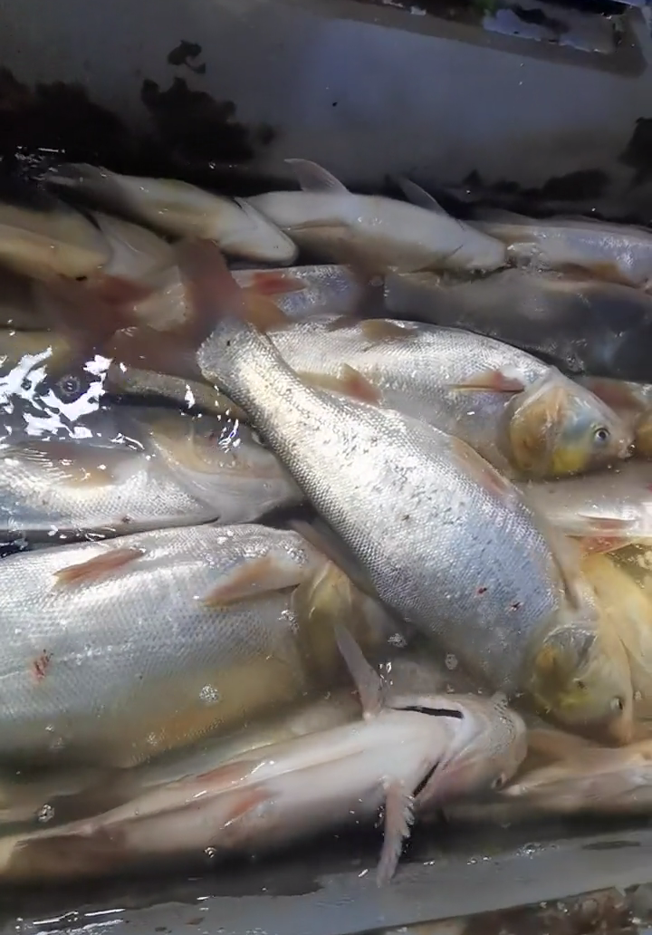 干旱|旱的旱死，涝的涝死，南方的鱼死于干旱，山西的鱼却被淹死了！