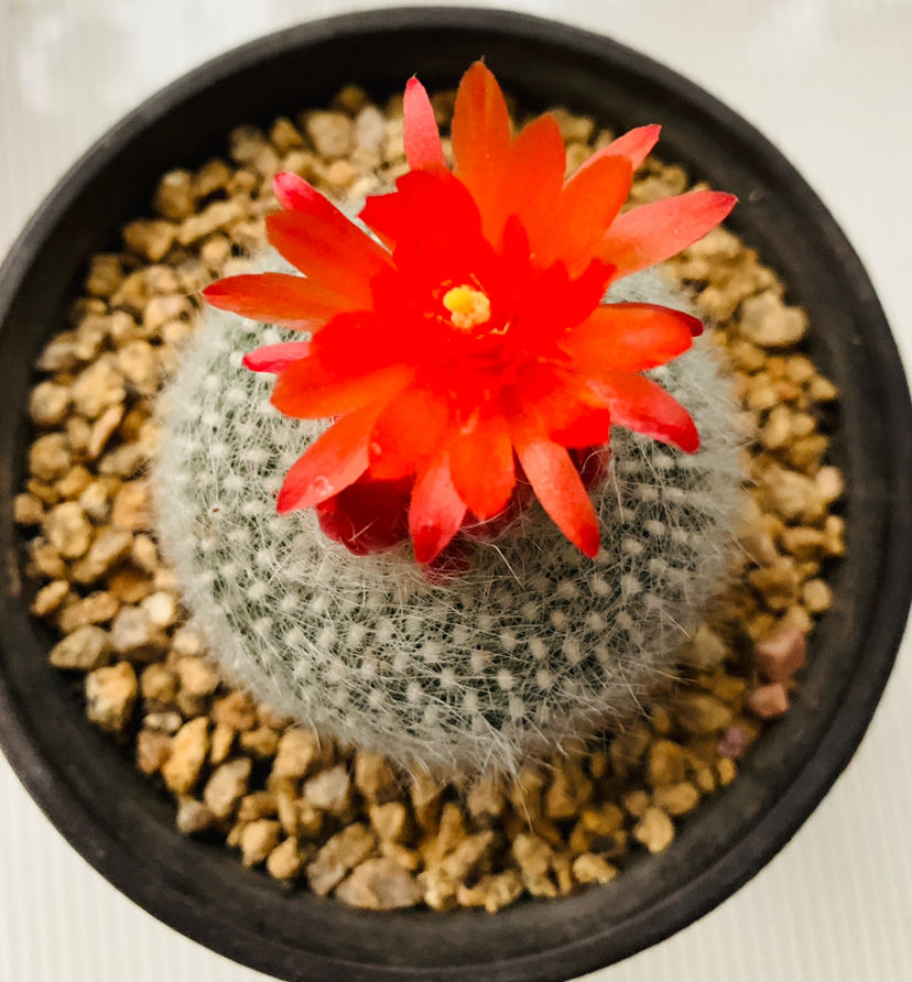 15种养人植物,养在家里身心舒畅,你养过几种