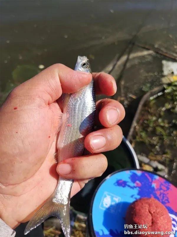 钓鱼|与天斗与人斗，斗智斗勇。今晚吃鱼终吃鱼