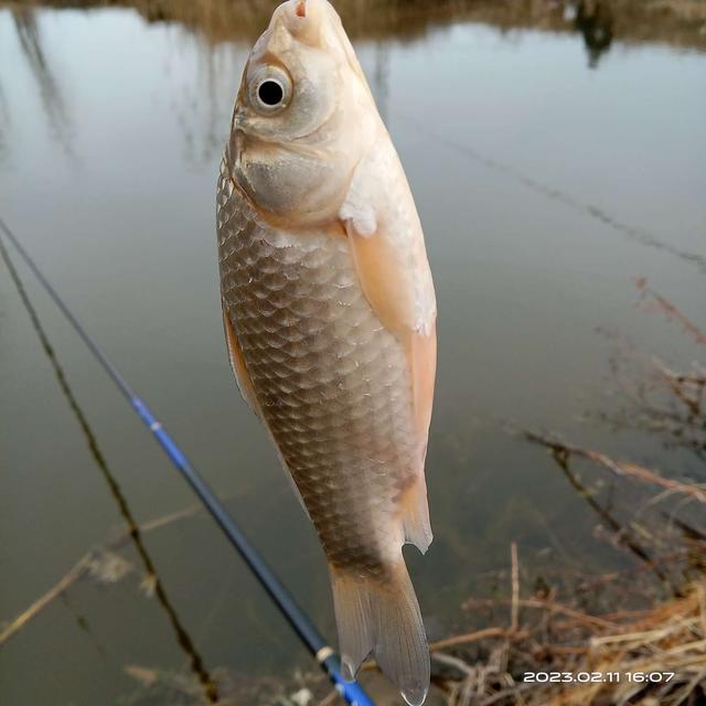 |腥激素小药和团泥,共享鱼窝分享上鱼好运气。
