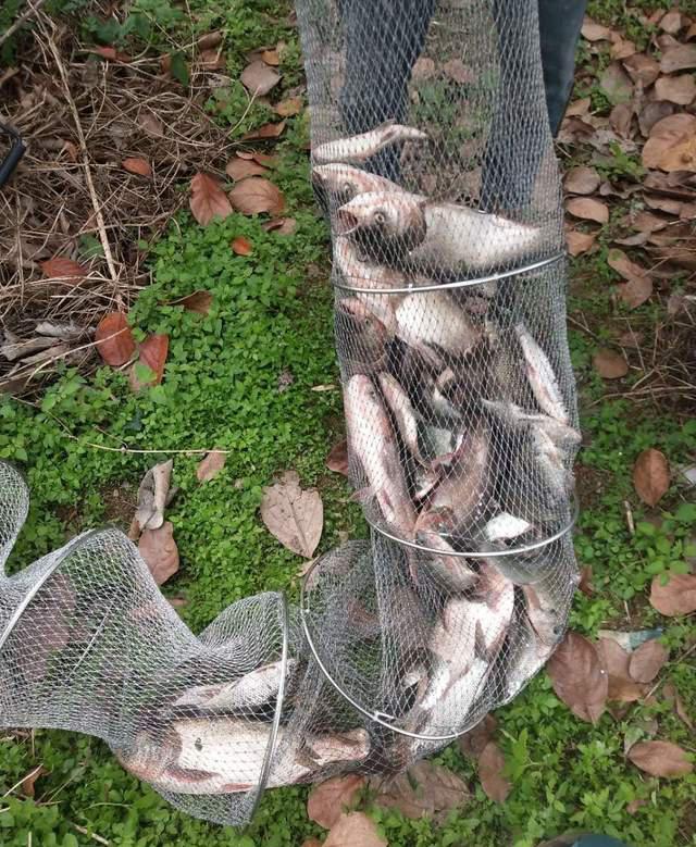 饵料|野钓特别好用的极端饵料,能爆护,但就怕你不敢用