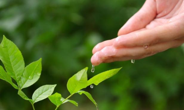 甄嬛传|《甄嬛传》:佩儿的人格为什么那么“分裂”?