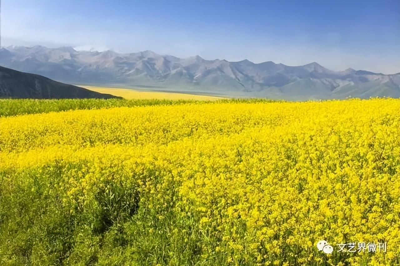 门源油菜花|郭进拴|门源油菜花