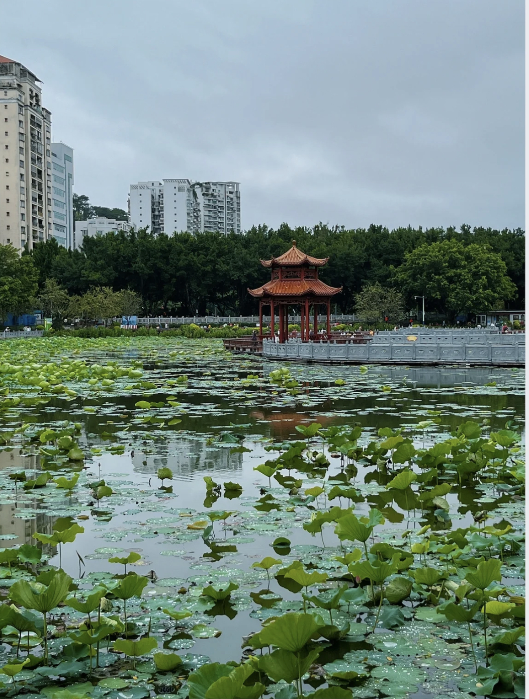荷花|潘塘公园荷花虽美，但居然有人公然做这些事！
