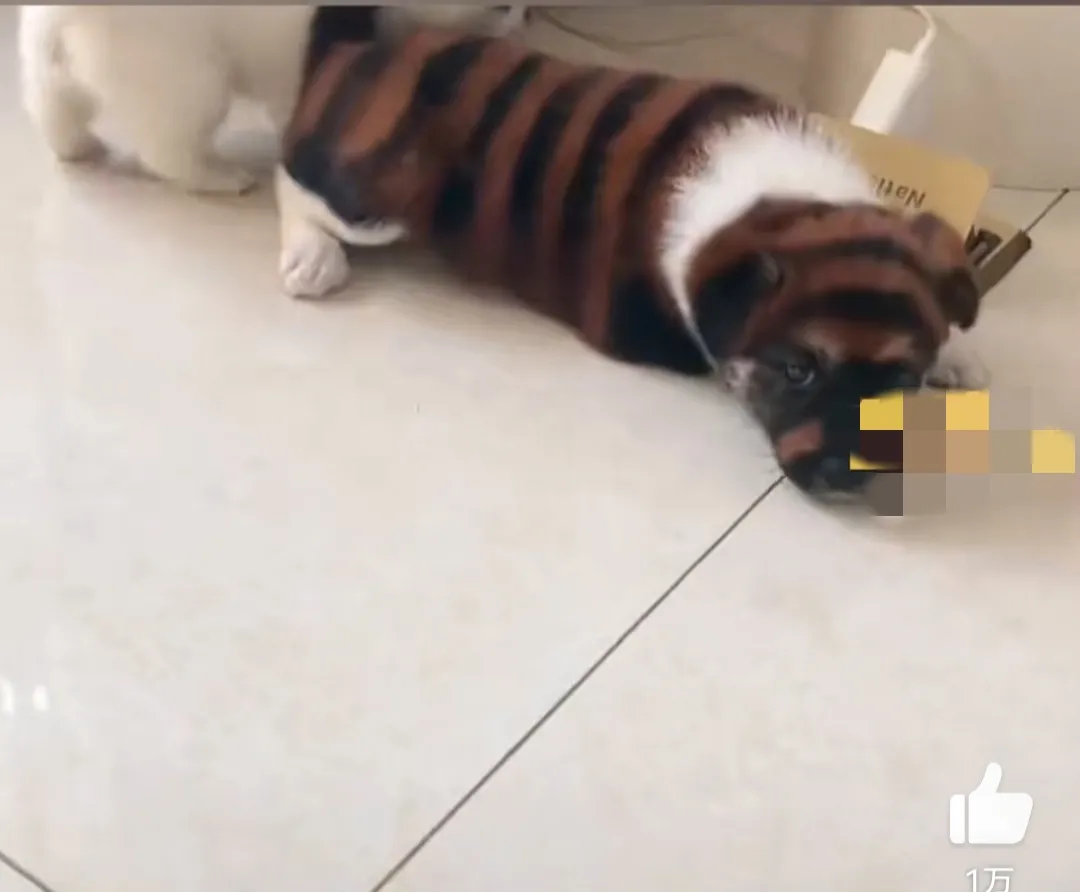 河北保定,一男子花700元买了一只被染色的虎皮犬