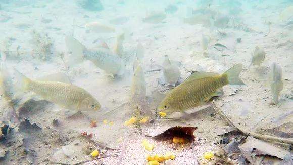 |春天钓鱼十钓九空?那是你没抓住“窗口期”,时机到才能大鱼闹