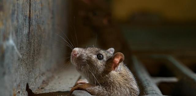 |男子户外钓鱼,意外收获4腿长尾“怪物”,网友:见过钓骨灰盒吗