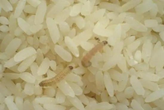 米象是害虫吗?它在干燥的大米中是如何存活的?