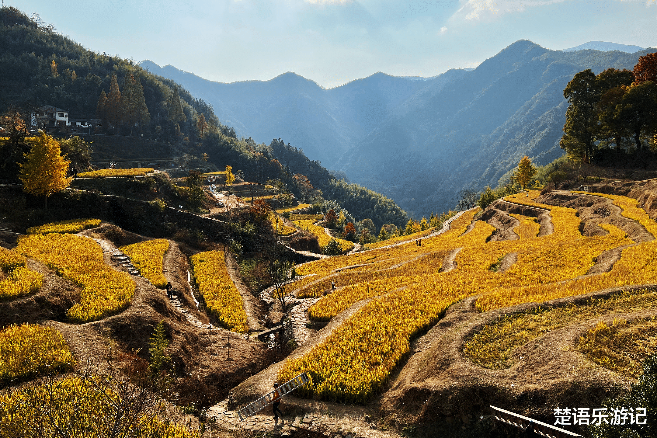 梯田|浙江这个古村有近500亩梯田，秋季风景美成画，成为有名的网红地