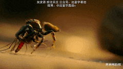 卡梅隆的新作,《阿凡达2》的预热,最新技术展现动物奇观