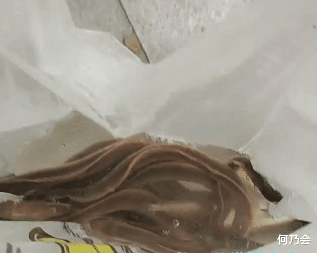 |东江出现许多“奇鱼”,钓鱼人:连续几天钓到,一开始以为是河鳗