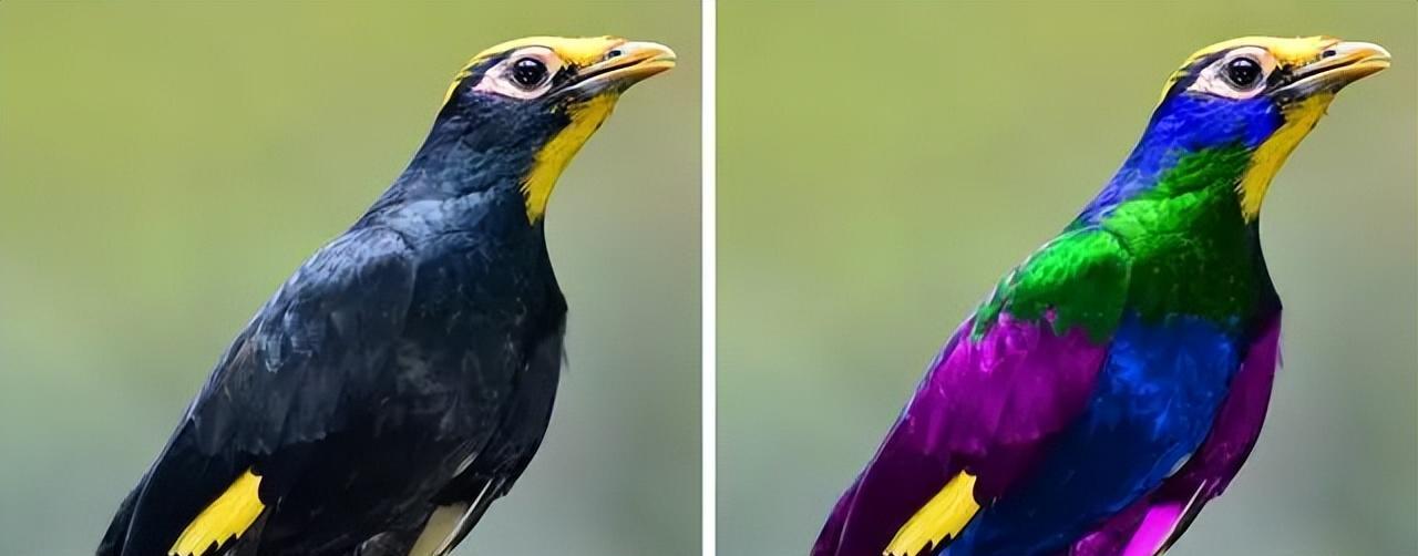 和鸟相比，人类全都是“色盲”？为啥人眼看不到紫外线的颜色？