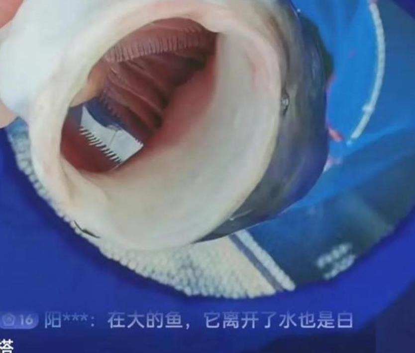 李圣律师开直播钓鱼,鱼上钩后表态绝不背后捅刀子,疑在内涵杜方