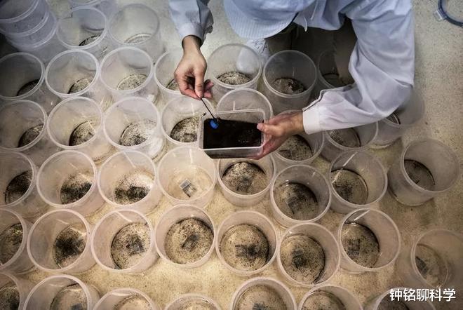 蚊子全部灭绝后果很严重?蚊子究竟有什么用,灭绝会有什么后果?
