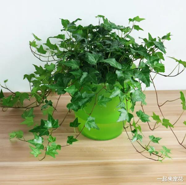 3种花定要在卧室养几盆，好养好看吸甲醛，还能睡个安稳觉