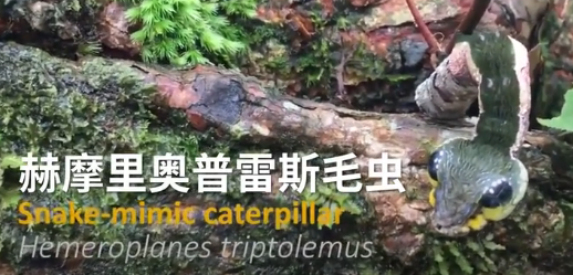 细数动物界的变身大师,拟态进化,一切为了能够生存下去