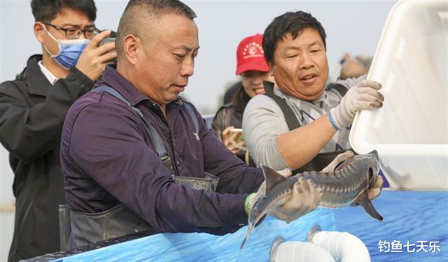 |生态见好！“长江鲟”现身湖南资江，被垂钓者钓获后放生