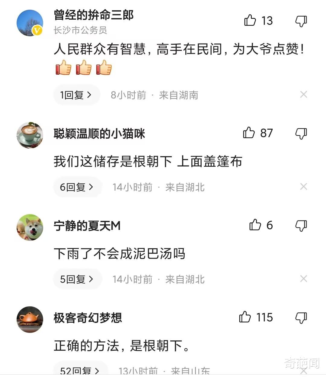 大爷冬储大白菜,挖一个土坑将其埋进土里!网友怒赞:涨见识了