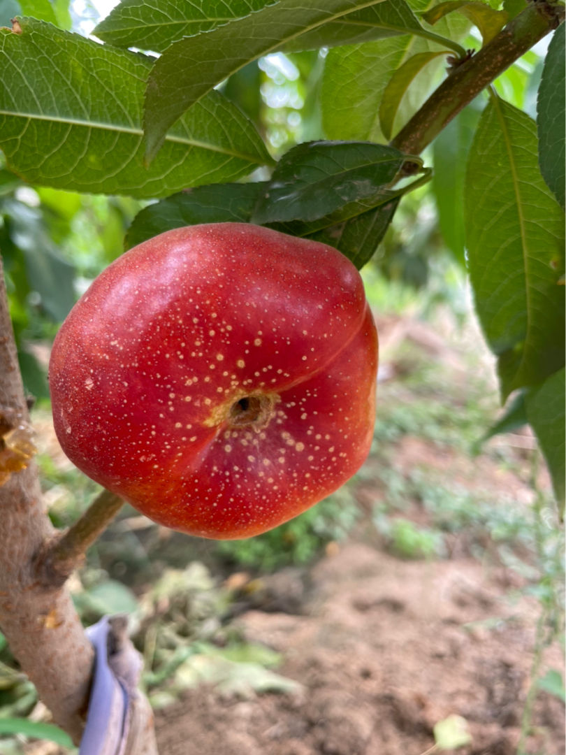 3种植物养家里,有福多、寿多、子多好兆头,从古至今都流行