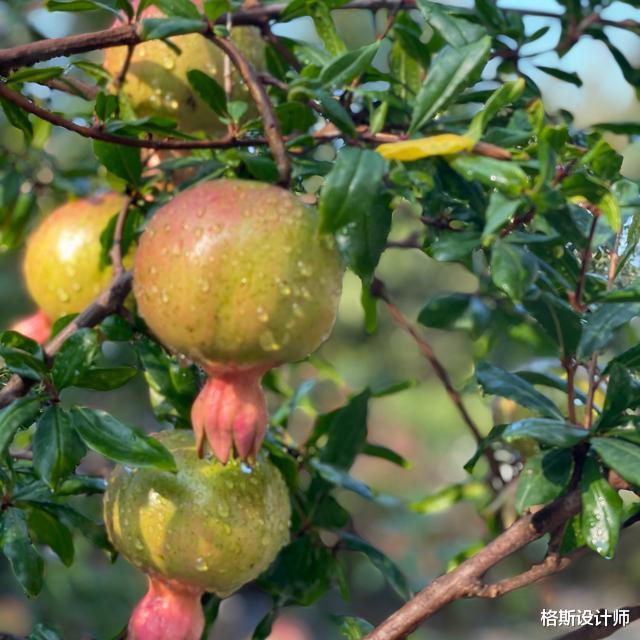 43岁殷桃在北京的豪宅,家中布满名贵花草和家具,价值超百万