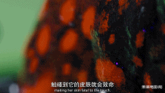 卡梅隆的新作,《阿凡达2》的预热,最新技术展现动物奇观