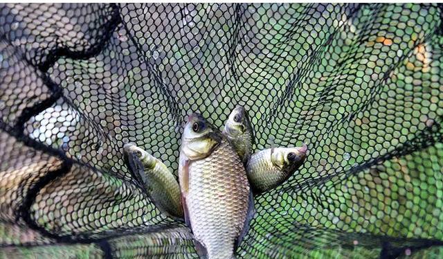 死亡率|为什么有些鱼被钓上来再放回水里，它也活不长？