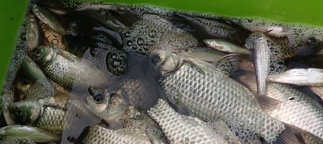 最近几次野钓鲫鱼经验分享，大小都有但一次都没走空