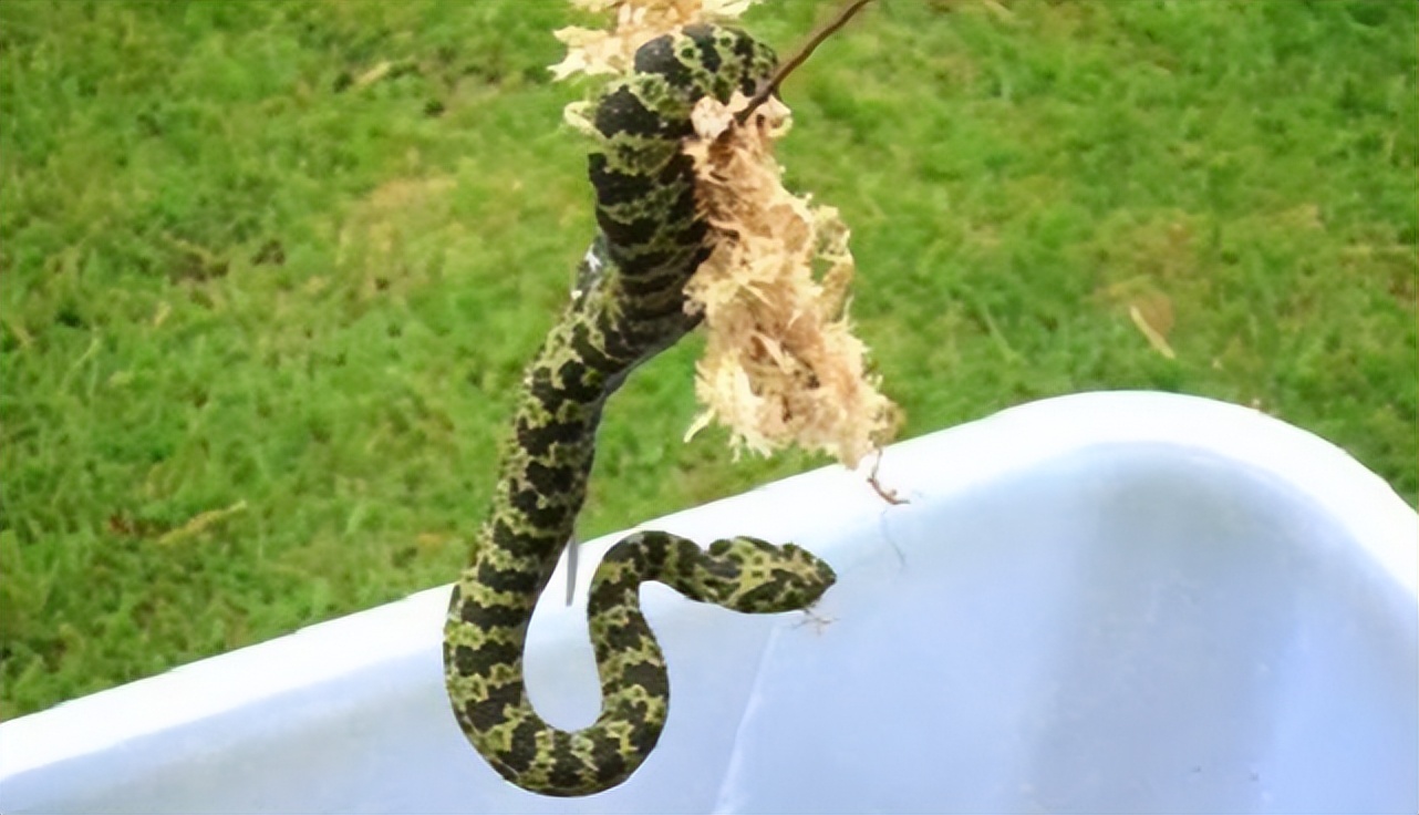 翡翠手镯|一条价值上百万蛇?它凭什么?