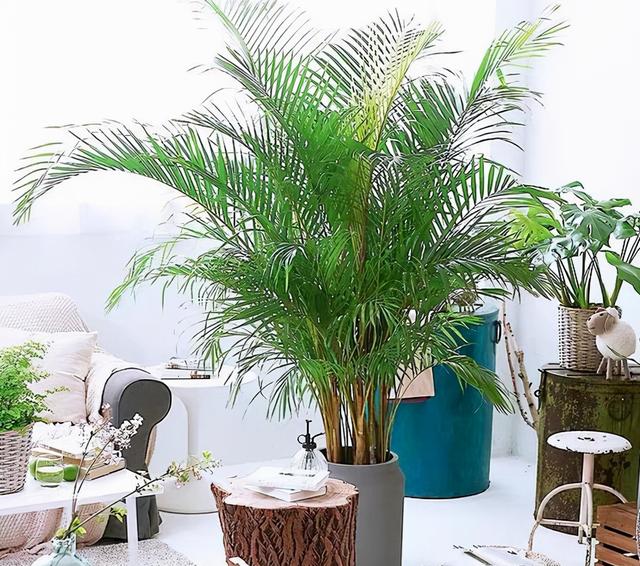 客厅养花有讲究,7种大型花,格调高,寓意好,养一盆错不了