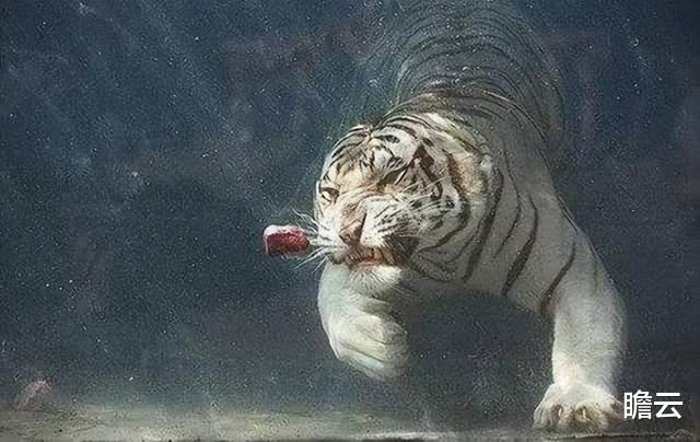 猫科动物战斗力那么强,为什么没有将犬科动物淘汰掉?