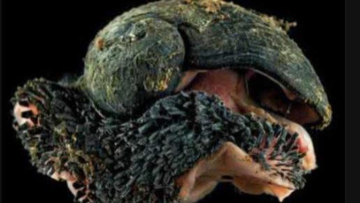 地球上唯一铁甲生物, 子弹也打不穿外壳, 美国拿它研究防弹衣