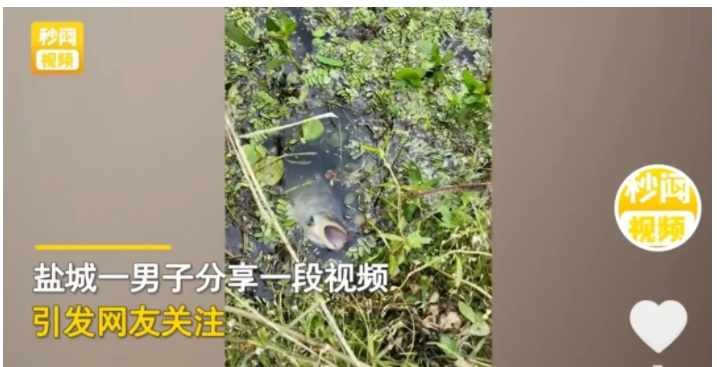 近日,江苏盐城,发生一起趣事!