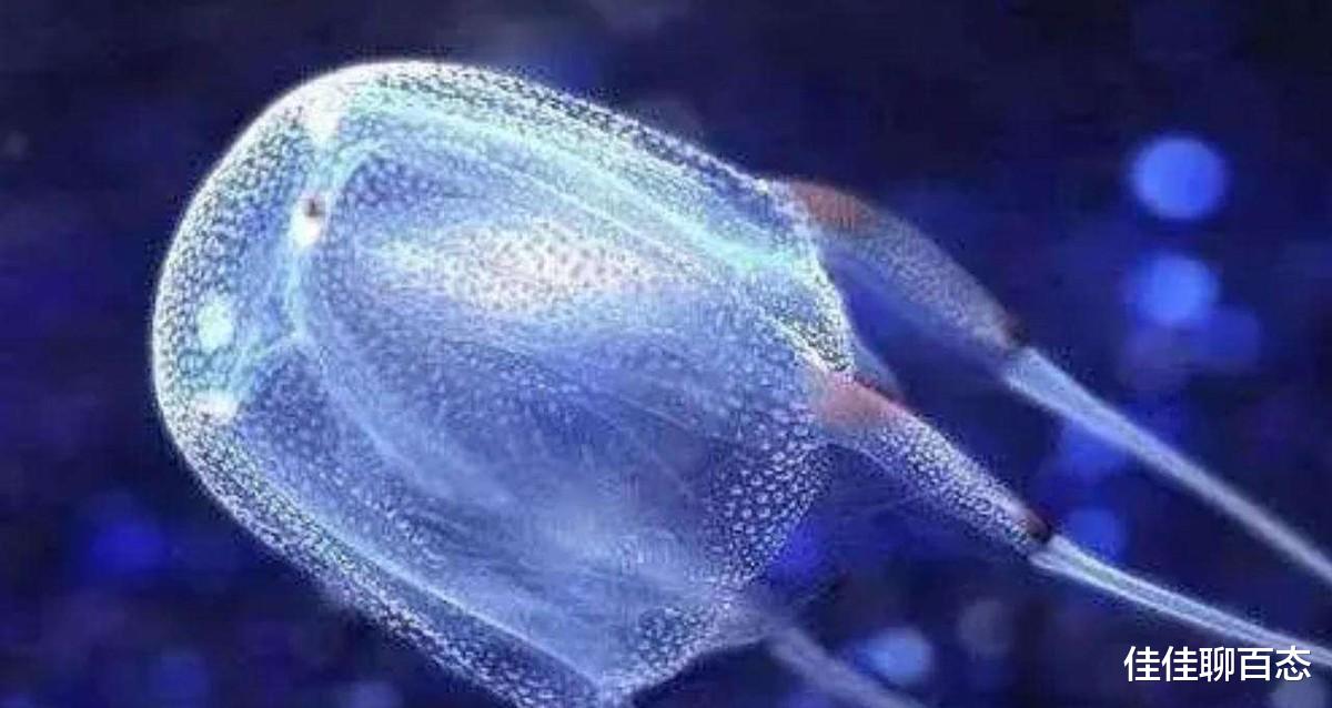 ?海洋里的毒物:一只螃蟹能毒死45000只老鼠,杀死四五百人!