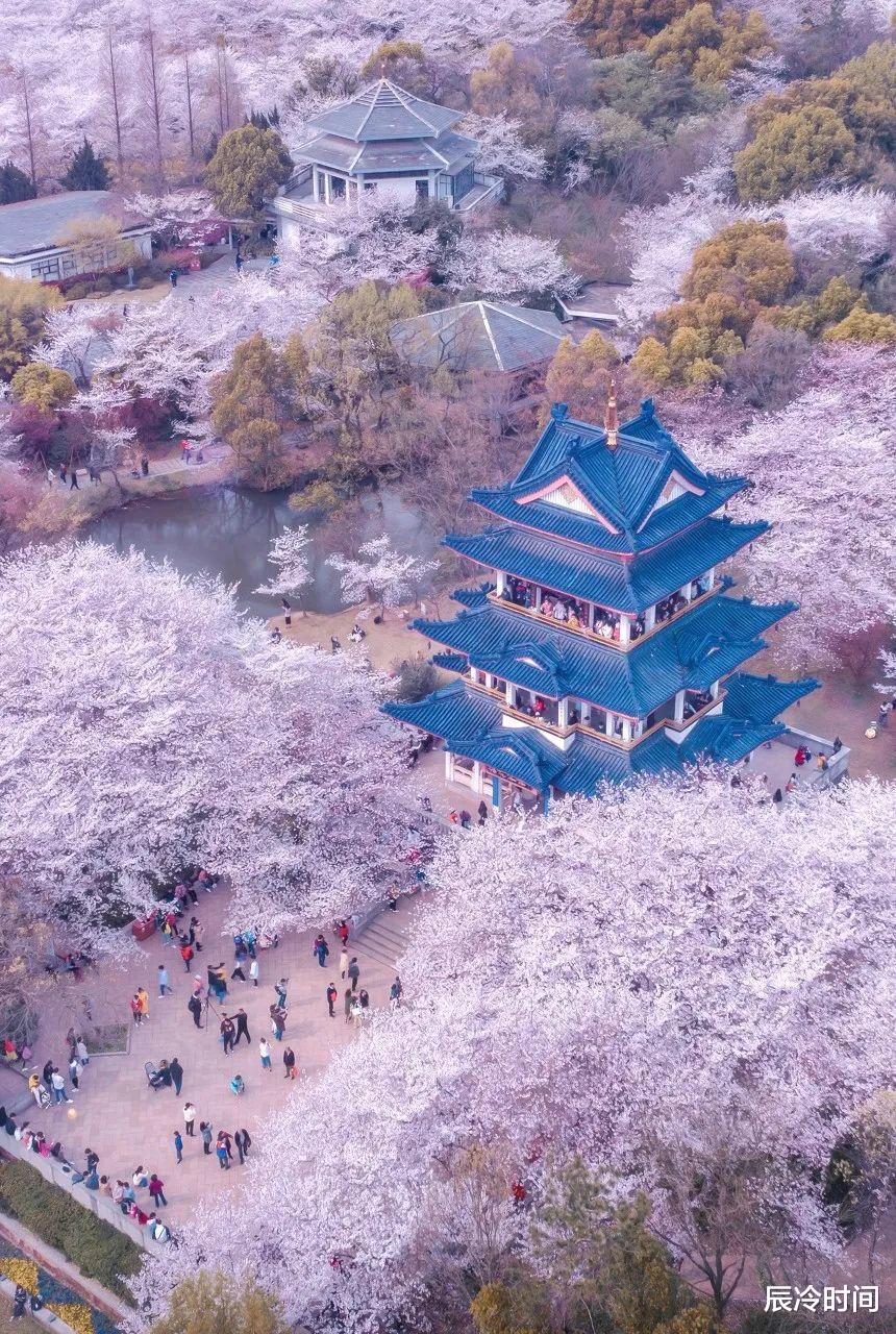 油菜花|中国最美油菜花田，跻身“世界四大花海”，犹如油画般绝美至极