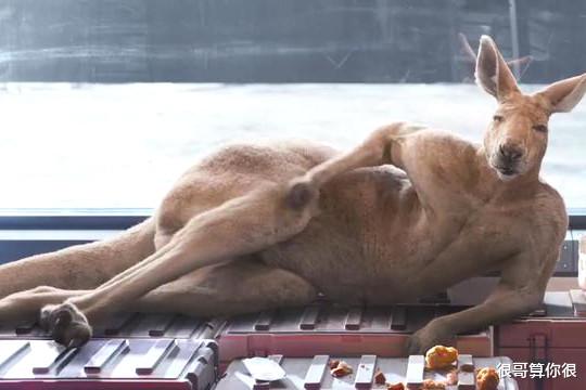 独行月球|《独行月球》凭口碑出圈，不仅捧红了一位新人，还带火了一首老歌