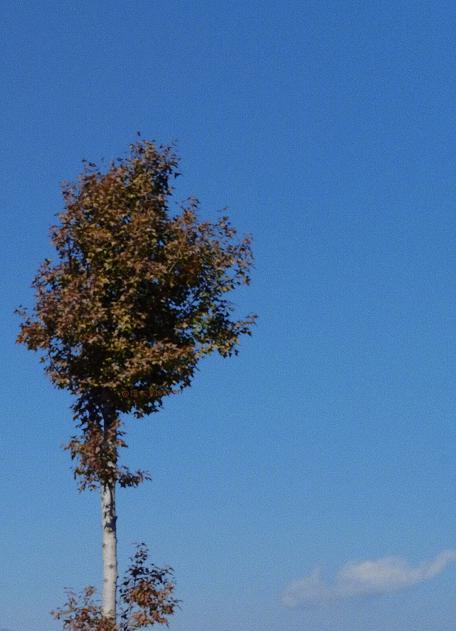 杨紫|谭松韵：周末外出放轻松，赶在寒冬来临之前裹着厚围巾外出晒太阳