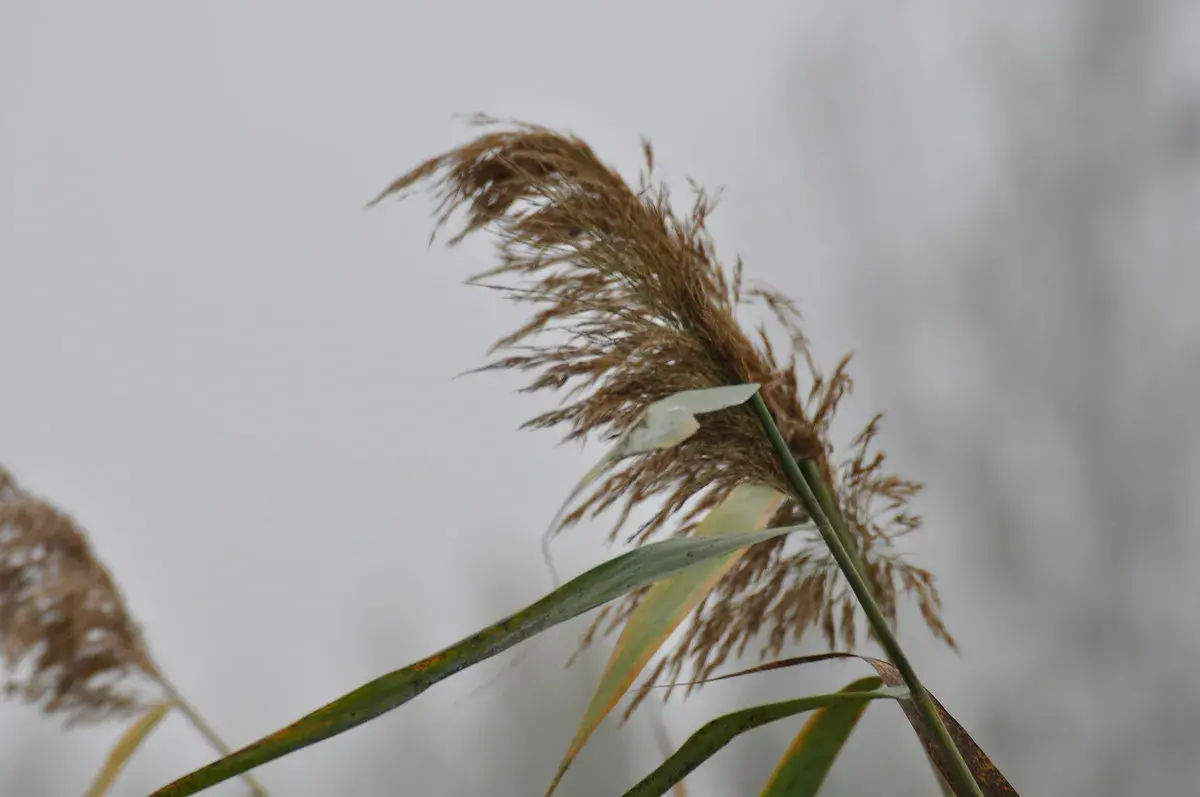 白洋淀|散文：初冬水乡，风情水淀