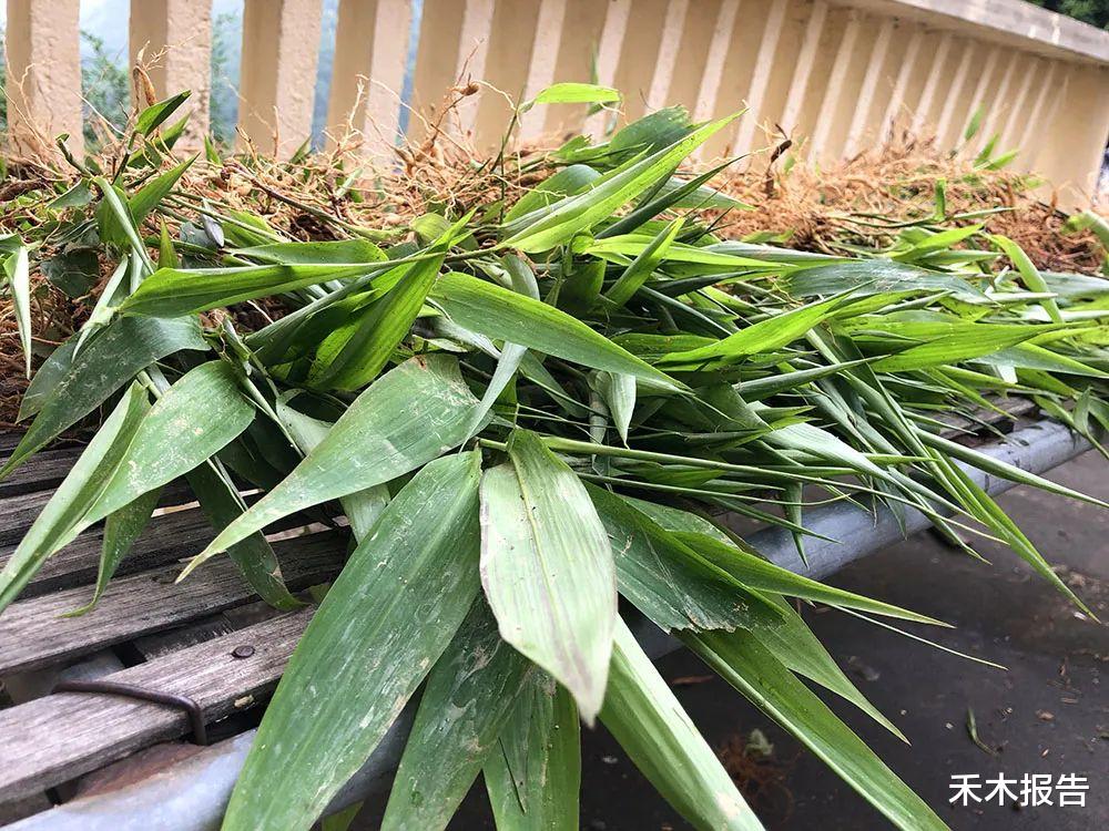 酷似竹子,过去常用来喂猪,但价值很高,可做凉茶,如今15元一斤